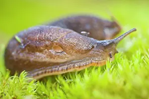 Slugs: 80184318 European Black Slug - on moss Allariz