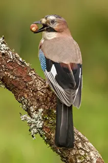 Garrulus: 80184319 Eurasian Jay - perched on a branch with