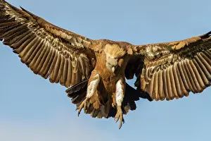 Castilla: 80184320 Griffon Vulture - adult in flight Cremenes