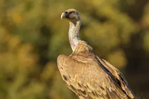Castilla: 80184321 Griffon Vulture - adult portrait Cremenes