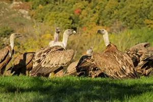 Castilla: 80184322 Griffon Vulture - group feeding Cremenes