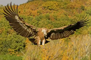 Castilla: 80184323 Griffon Vulture - adult in flight Cremenes