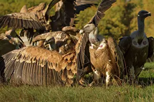 Griffon: 80184324 Griffon Vulture - group on field Cremenes