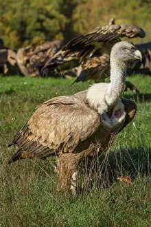 Griffon: 80184325 Griffon Vulture - adult portrait Cremenes