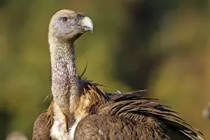 Griffon: 80184327 Griffon Vulture - adult portrait Cremenes