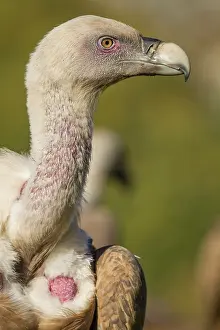 Griffon: 80184328 Griffon Vulture - adult portrait Cremenes