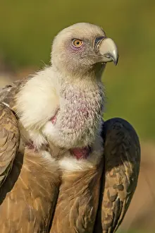 Griffon: 80184329 Griffon Vulture - adult portrait Cremenes