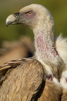 Griffon: 80184330 Griffon Vulture - adult portrait Cremenes