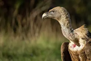 Griffon: 80184331 Griffon Vulture - adult portrait Cremenes