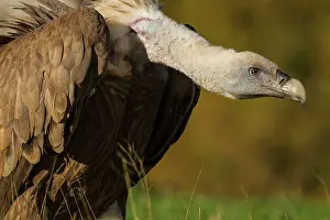Griffon: 80184332 Griffon Vulture - adult portrait Cremenes