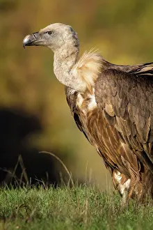 Griffon: 80184333 Griffon Vulture - young portrait Cremenes