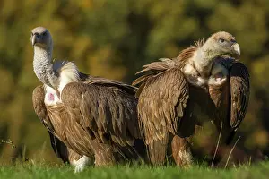 Griffon: 80184334 Griffon Vulture - adult portrait Cremenes