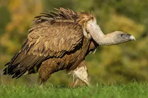 Griffon: 80184335 Griffon Vulture - adult walking Cremenes