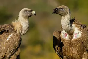 Griffon: 80184336 Griffon Vulture - adult and young portrait