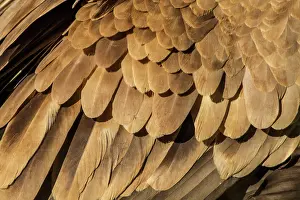 Griffon: 80184337 Griffon Vulture - detail of feathers Cremenes