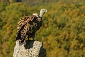 Griffon: 80184338 Griffon Vulture - adult perched on stone