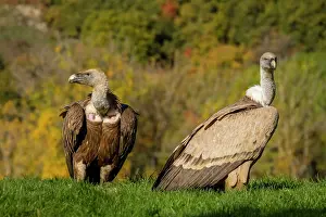 Griffon: 80184339 Griffon Vulture - adult and young portrait