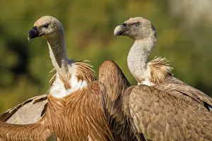 Griffon: 80184340 Griffon Vulture - adult and young portrait