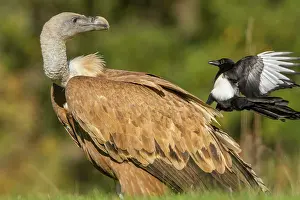 Griffon: 80184341 Griffon Vulture - adult feeding with Magpie