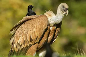 Griffon: 80184343 Griffon Vulture - adult feeding with Magpie
