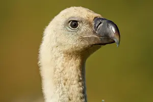 Griffon: 80184344 Griffon Vulture - young portrait Cremenes