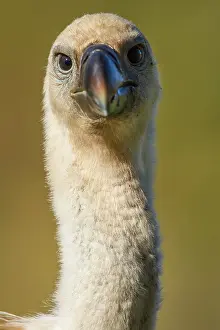 Griffon: 80184345 Griffon Vulture - young portrait Cremenes
