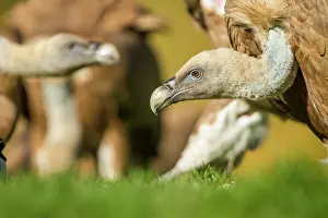 Griffon: 80184346 Griffon Vulture - adult portrait Cremenes