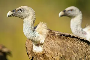 Griffon: 80184347 Griffon Vulture - adult portrait Cremenes