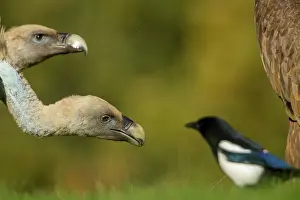 Griffon: 80184348 Griffon Vulture - adult portrait with Magpie