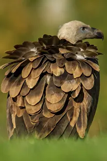 Griffon: 80184349 Griffon Vulture - young back feathers Cremenes