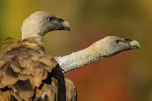 Griffon: 80184350 Griffon Vulture - adult portrait Cremenes