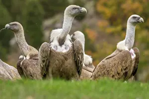 Griffon: 80184351 Griffon Vulture - group on grassland Cremenes