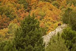 Griffon: 80184352 Griffon Vulture - perched on stone with