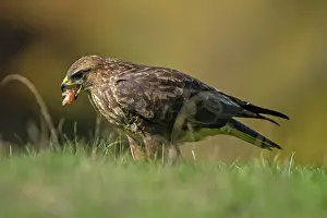 Buteo: 80184353 Common Buzzard - adult feeding Cremenes