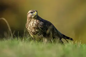 Buteo: 80184354 Common Buzzard - adult Cremenes, Castilla