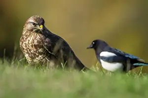 Buteo: 80184355 Common Buzzard - adult with Magpie Cremenes