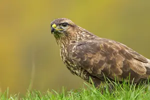 Buteo: 80184356 Common Buzzard - adult Cremenes, Castilla