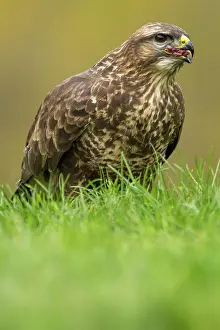 Buteo: 80184357 Common Buzzard - adult feeding Cremenes
