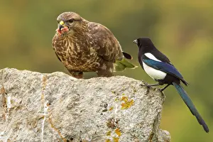 Buteo: 80184358 Common Buzzard - adult with Magpie Cremenes