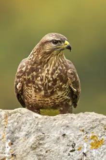 Buteo: 80184359 Common Buzzard - adult Cremenes, Castilla