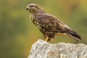 Buteo: 80184360 Common Buzzard - adult Cremenes, Castilla
