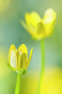 Vegetals: 80184361 Lesser Celandine - spring flowers Allariz