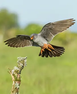 Galicia: 80184362 Red-Footed Falcon - adult male in flight