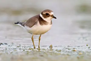 Charadrius: 80184363 Great Ringed Plover - walking on shore