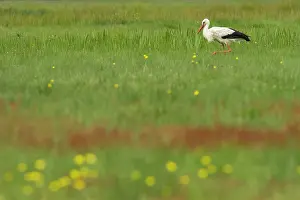 Ciconia: 80184364 White Stork - walking in field A Veiga