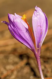 Vegetals: 80184365 Crocus Serotinus - autumn Allariz, Galicia