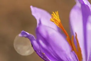Vegetals: 80184366 Crocus Serotinus - autumn Allariz, Galicia