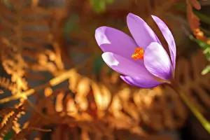 Vegetals: 80184367 Crocus Serotinus - autumn Allariz, Galicia