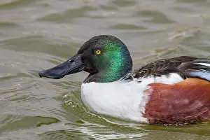 Castilla: 80184368 Northern Shoveler - adult male (controlled