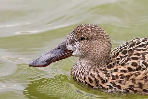Castilla: 80184369 Northern Shoveler - adult female (controlled